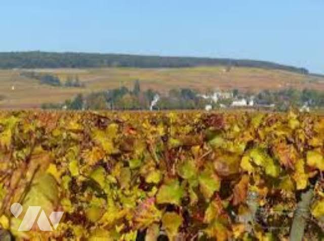 Vig Riceys · à Les Riceys · 116 200 €