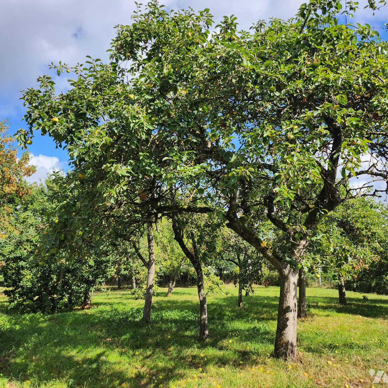 VENTE maison-RUFFIGNE (44)