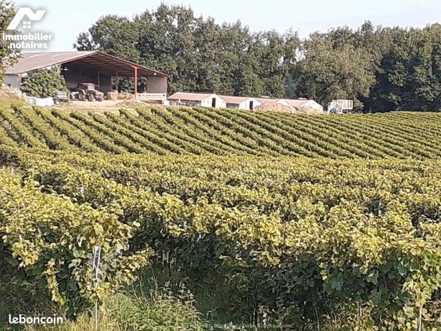 Vente - Bien viticole - Casteljaloux - Ref : 267