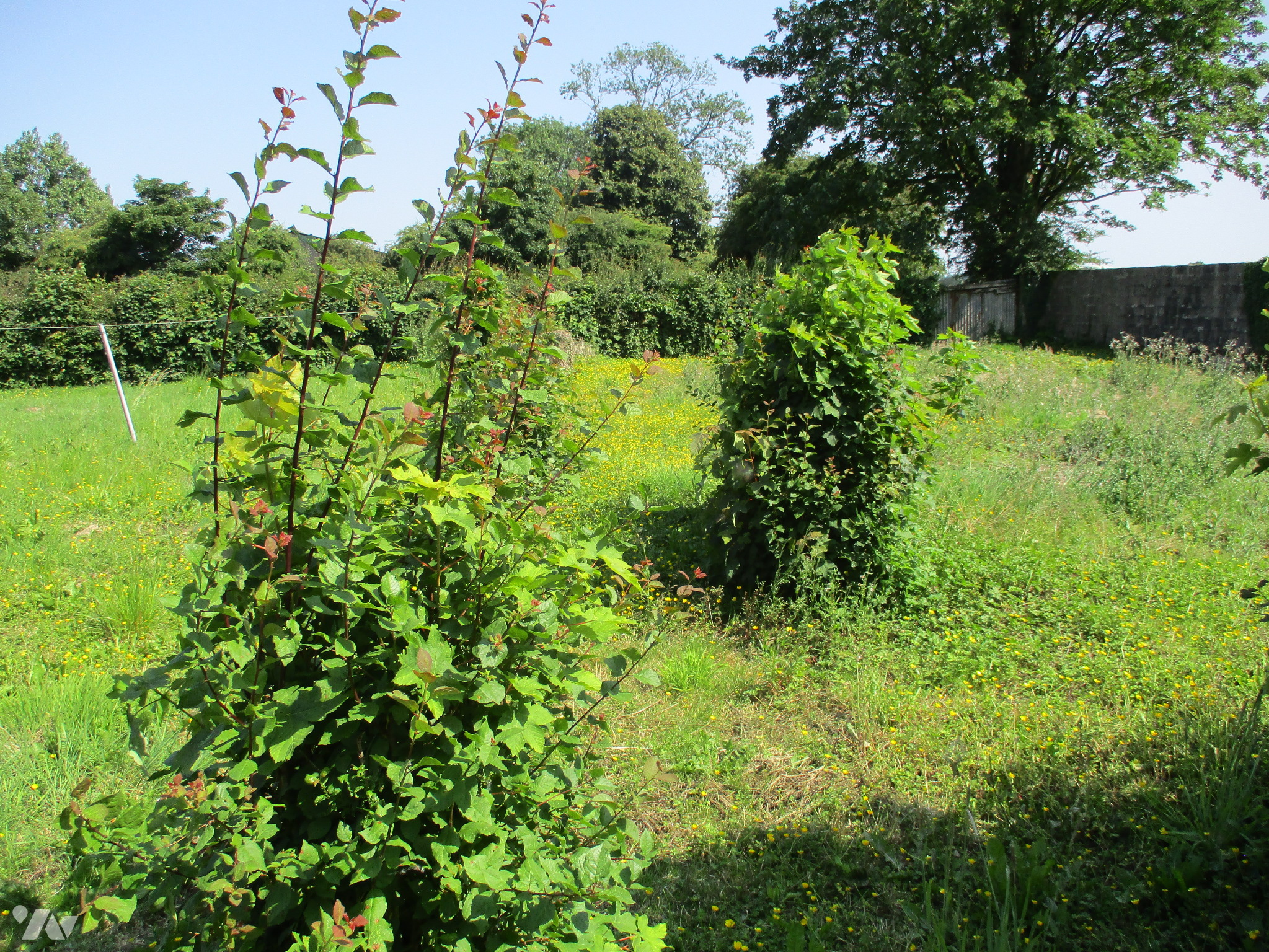 VENTE maison-COURSET (62)
