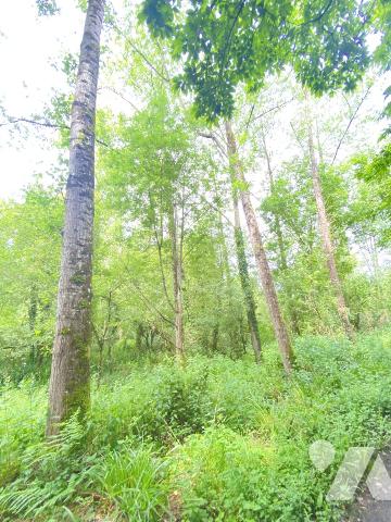 Vente - Terrain - LANNION - 12 824 m² - P22098-019