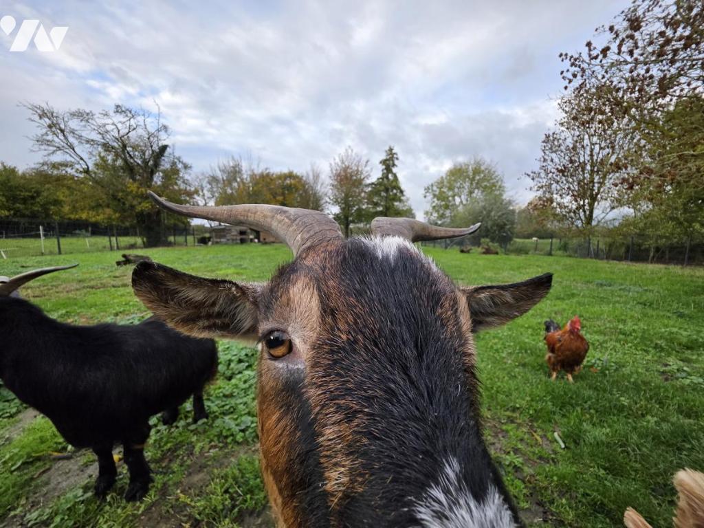 VENTE maison-ST FLORIS (62)