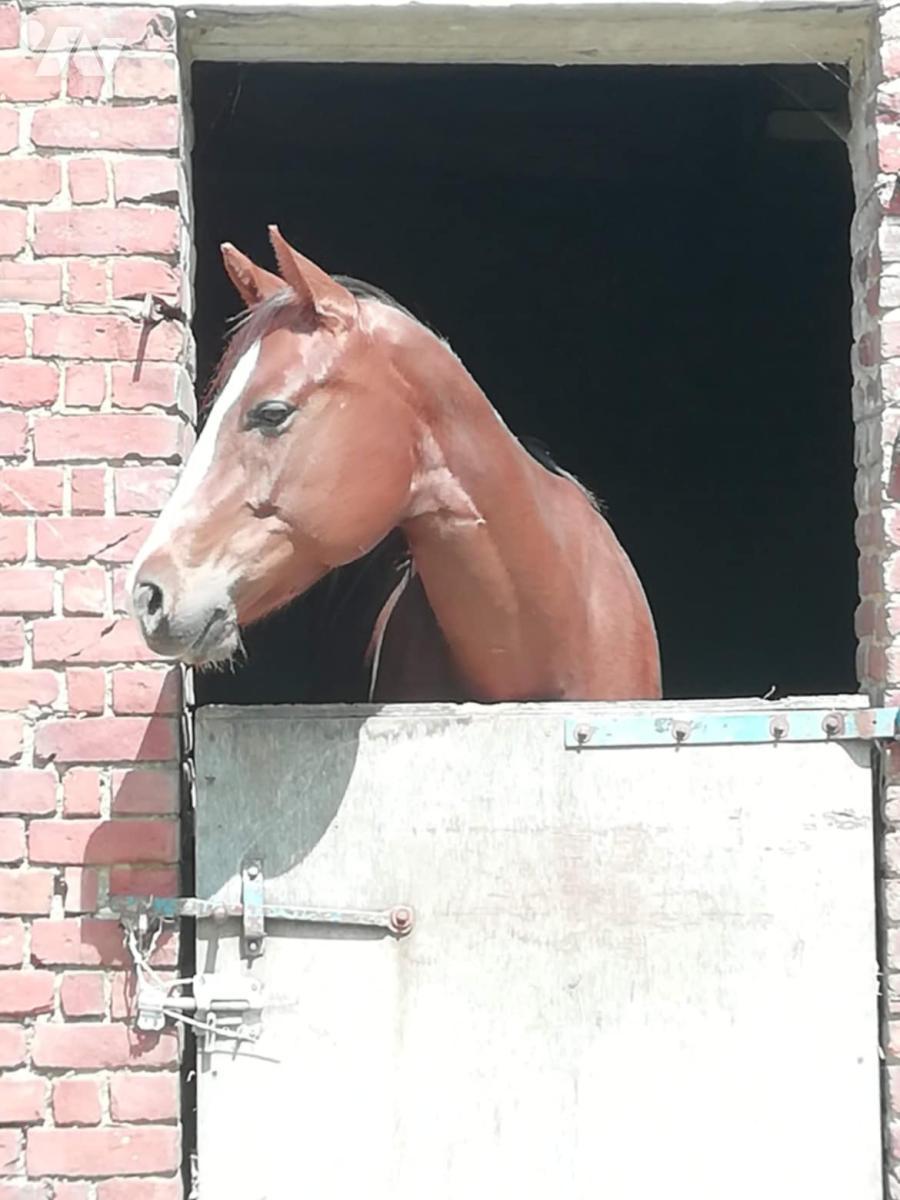 VENTE maison-AUMERVAL (62)